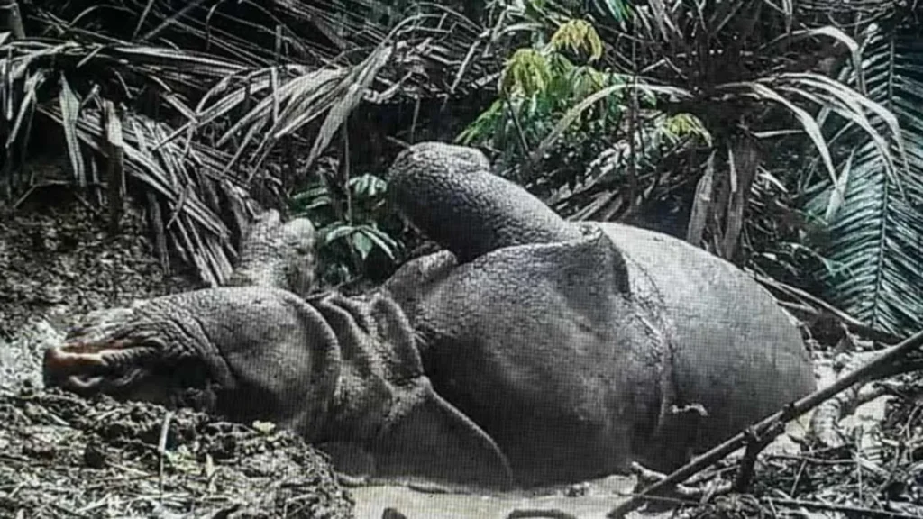 Bekerja Sama untuk Melindungi! Penyelidikan Polda Banten Kasus 26 Badak Cula Satu
