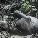 Bekerja Sama untuk Melindungi! Penyelidikan Polda Banten Kasus 26 Badak Cula Satu