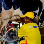 46 Perusahaan Akan Impor 13 Juta Sapi untuk Program Makan Bergizi Gratis